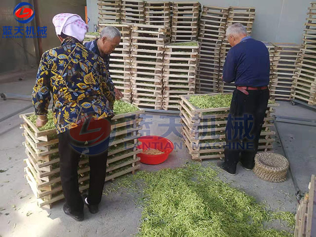 山東金銀花烘干機現場實拍